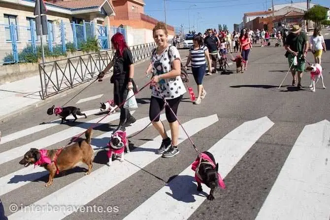 Paseo solidario contra el abandono animal - Imagen Interbenavente