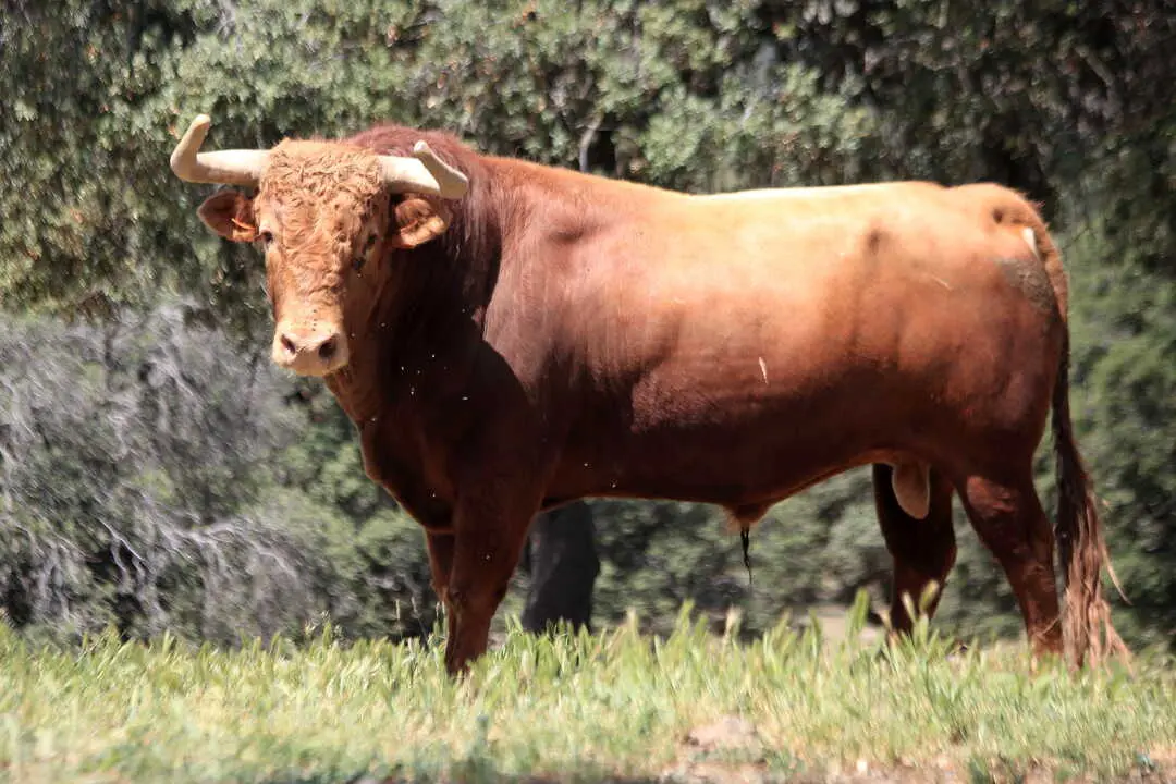 Toros de El Pilar