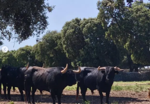 Ganader&iacute;a de Castillejo de Huebra. Foto Instagram