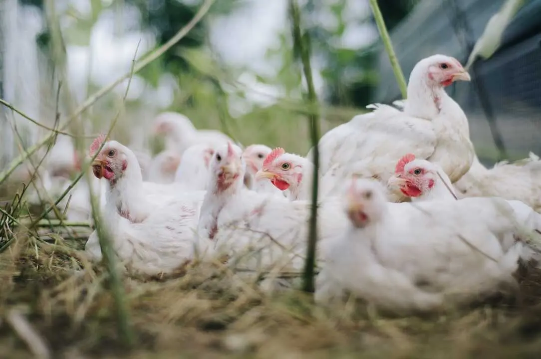 Gallinas al aire libre