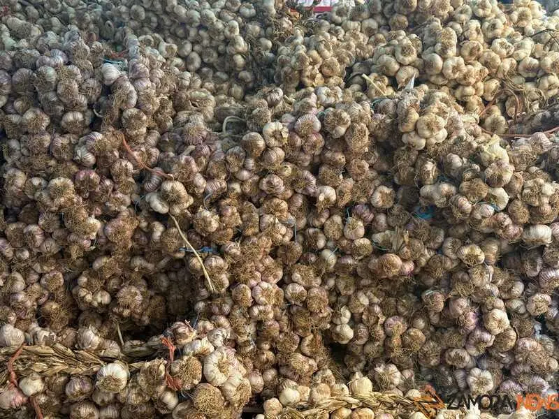 feria del ajo de Zamora 2026_11