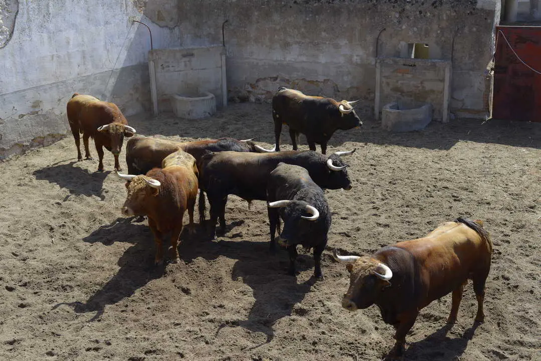 toros