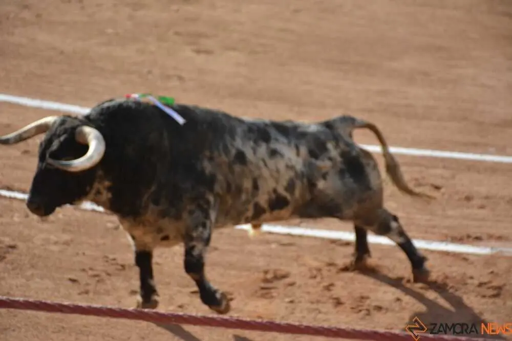 toros san pedro 2026 _15