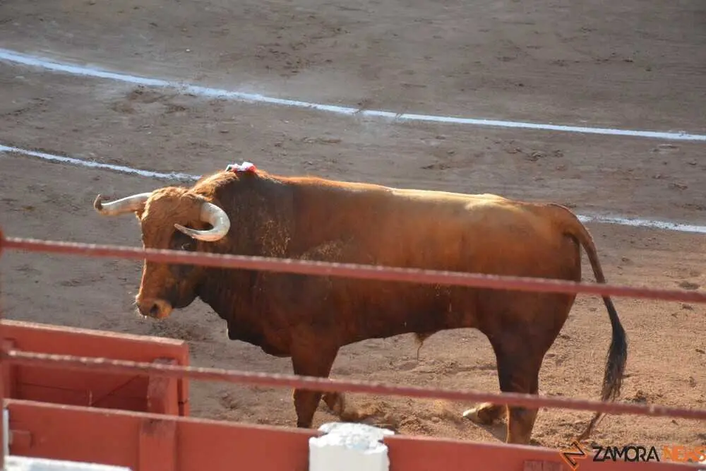 toros san pedro 2026 _88