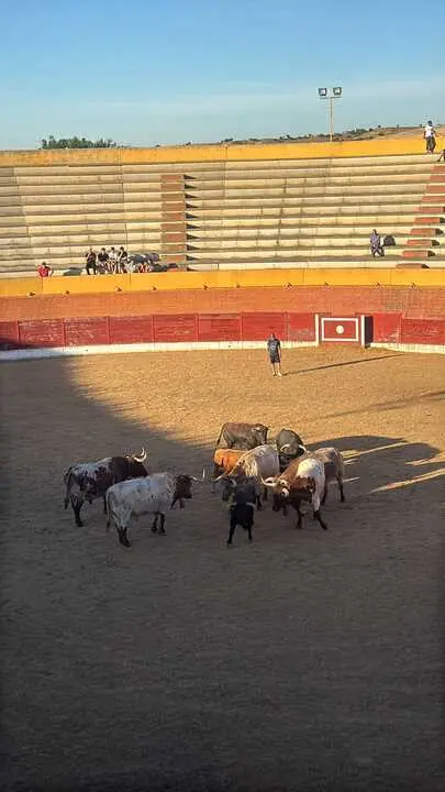 Toros en Fuentesa&uacute;co