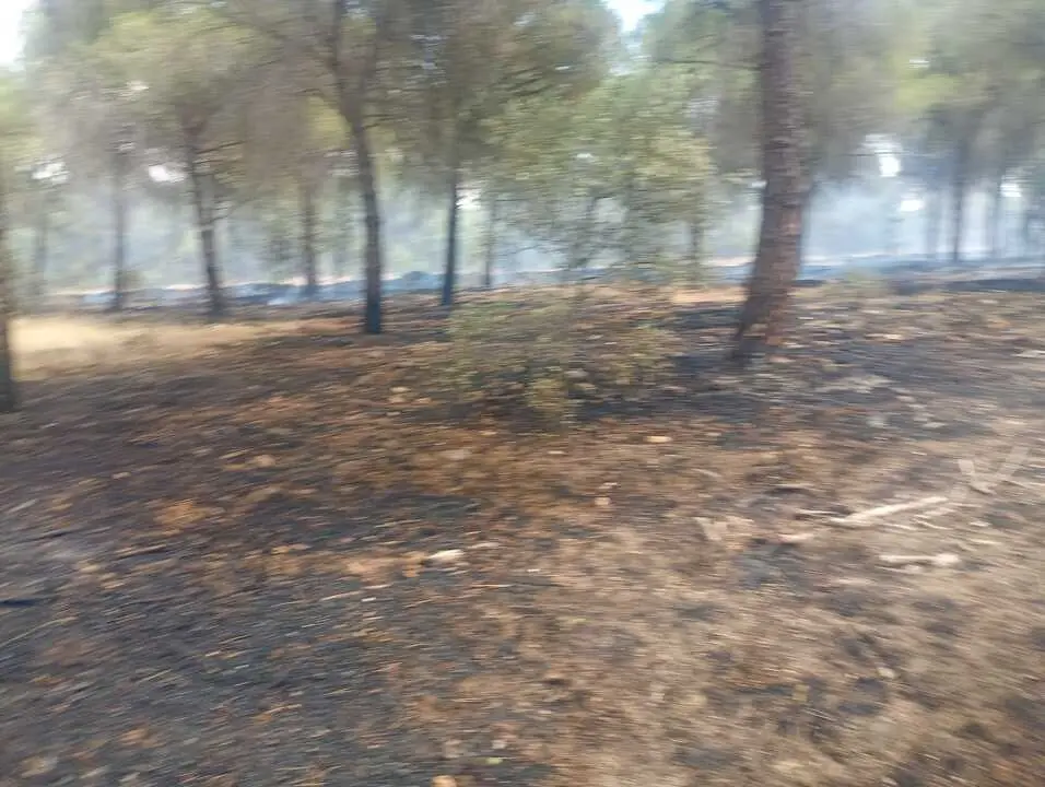 Incendio forestal Villalpando _5