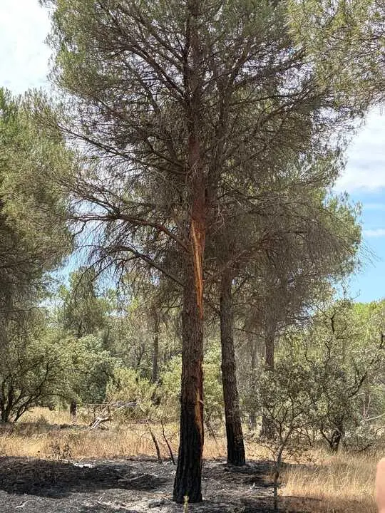 Incendio forestal Villalpando _8