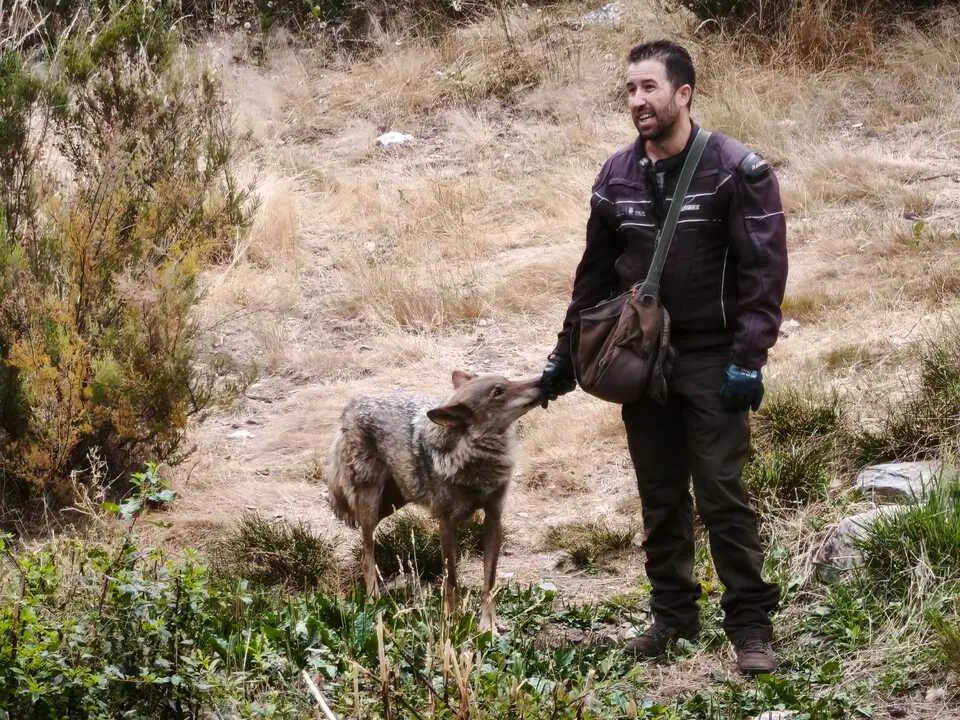 centro del lobo Motos Sanabria  (11)
