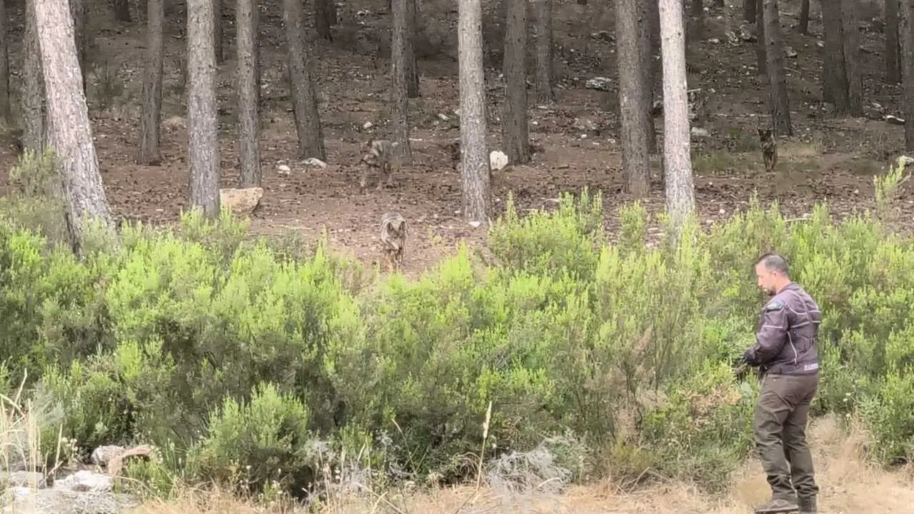centro del lobo Motos Sanabria  (14)