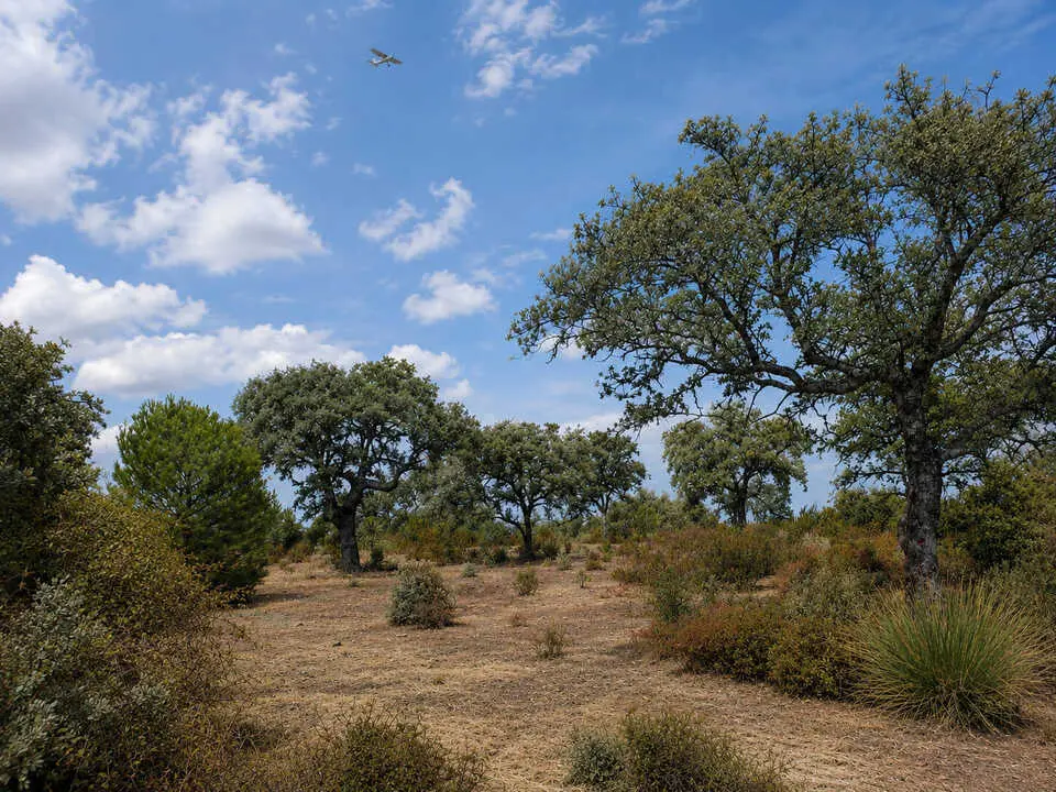encinas
