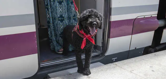 Perro en un vag&oacute;n de Renfe