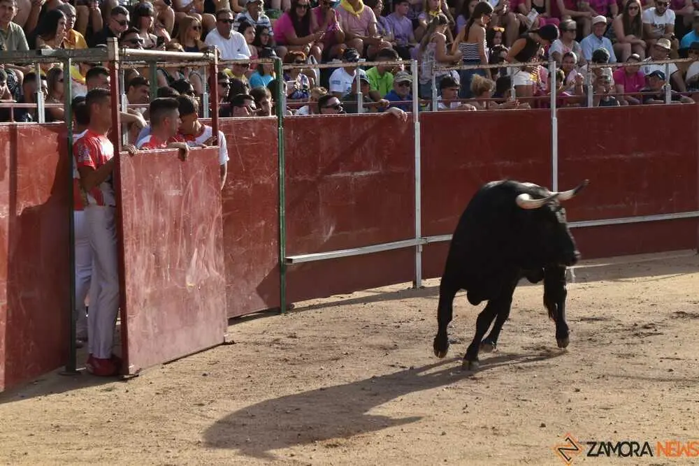 Cortes moraleja Zamora 2026_26