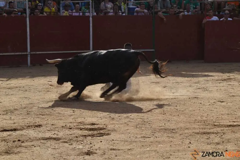 Cortes moraleja Zamora 2026_28