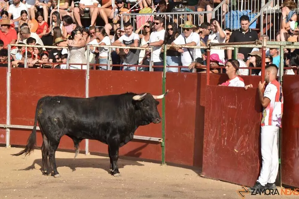 Cortes moraleja Zamora 2026_32