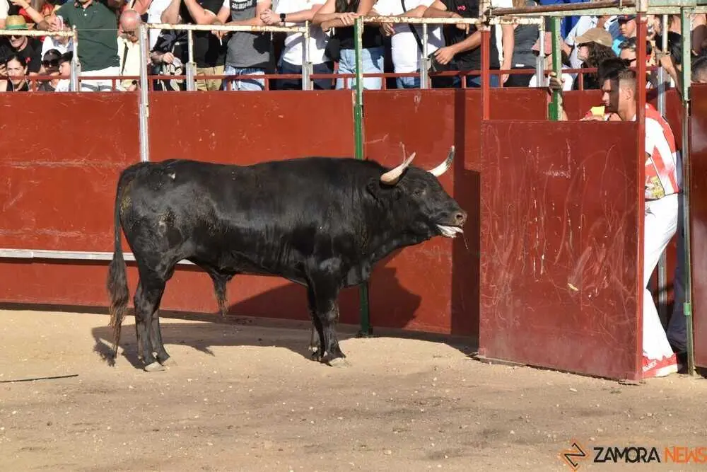Cortes moraleja Zamora 2026_65