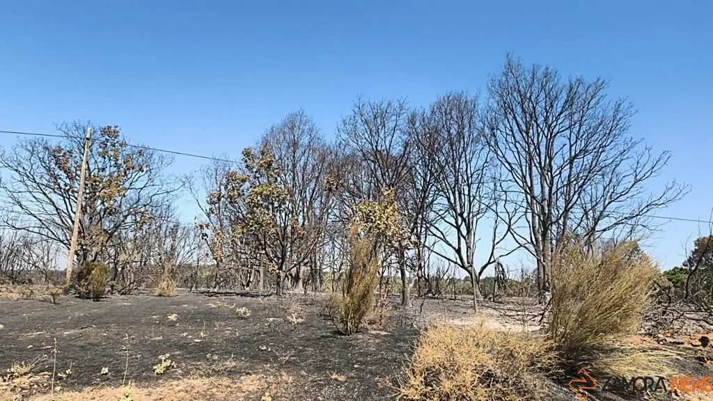 incendio forestal R&aacute;bano de Aliste _10