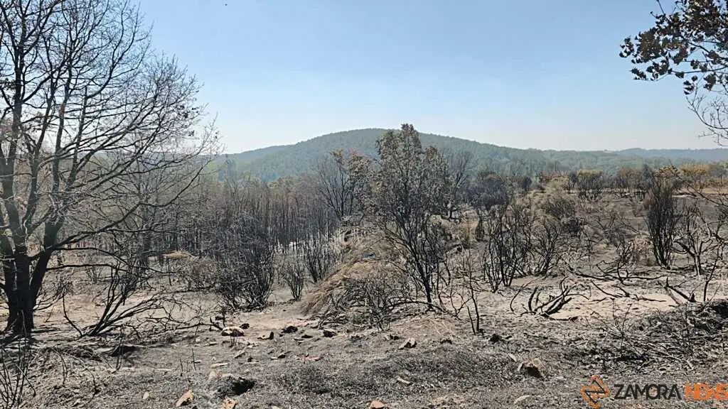 incendio forestal R&aacute;bano de Aliste _12