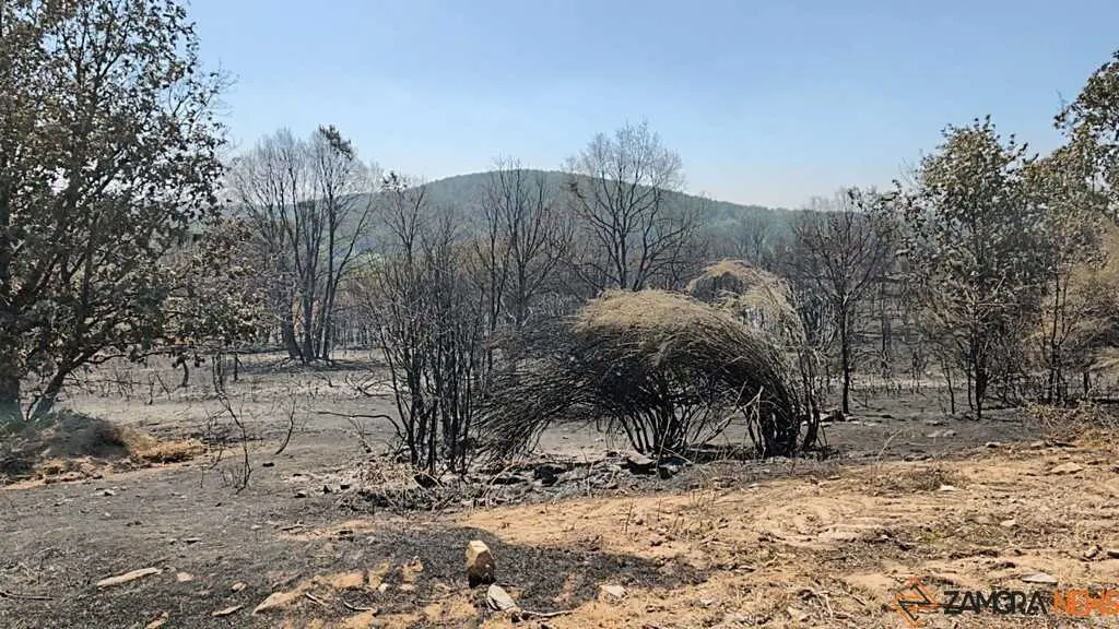 incendio forestal R&aacute;bano de Aliste _13