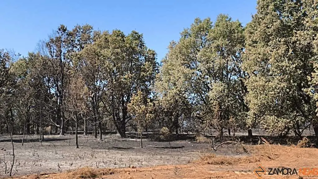 incendio forestal R&aacute;bano de Aliste _19