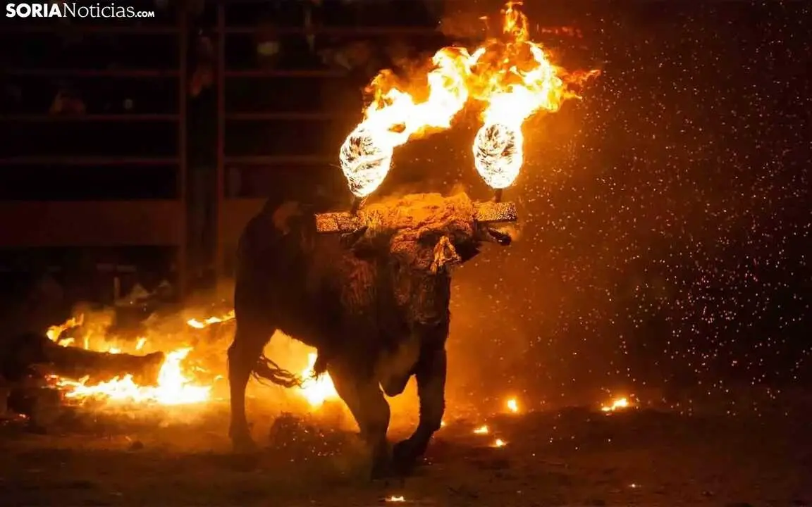 Toro Jubilo de Medinaceli (soria noticias)