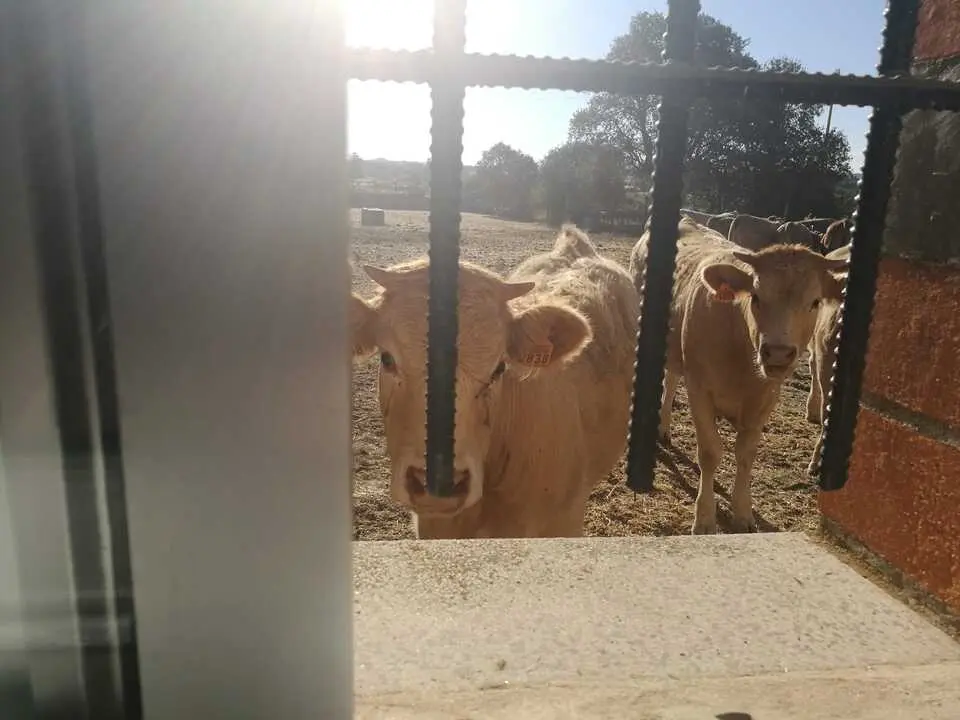 vacas en vi&ntilde;uela