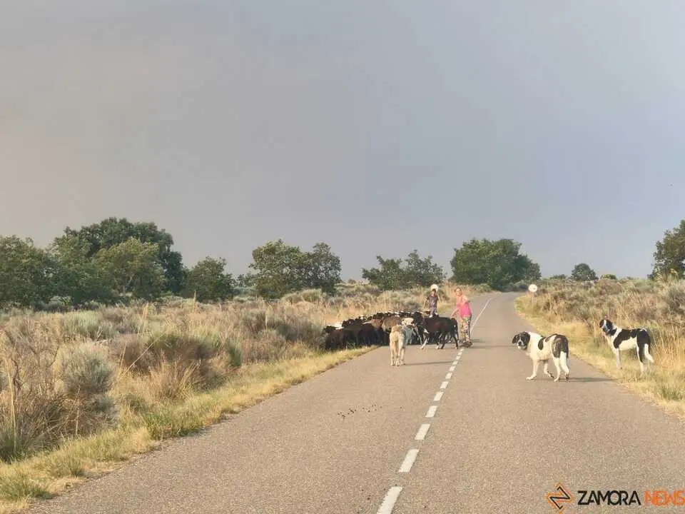 Incendio Fermoselle _11
