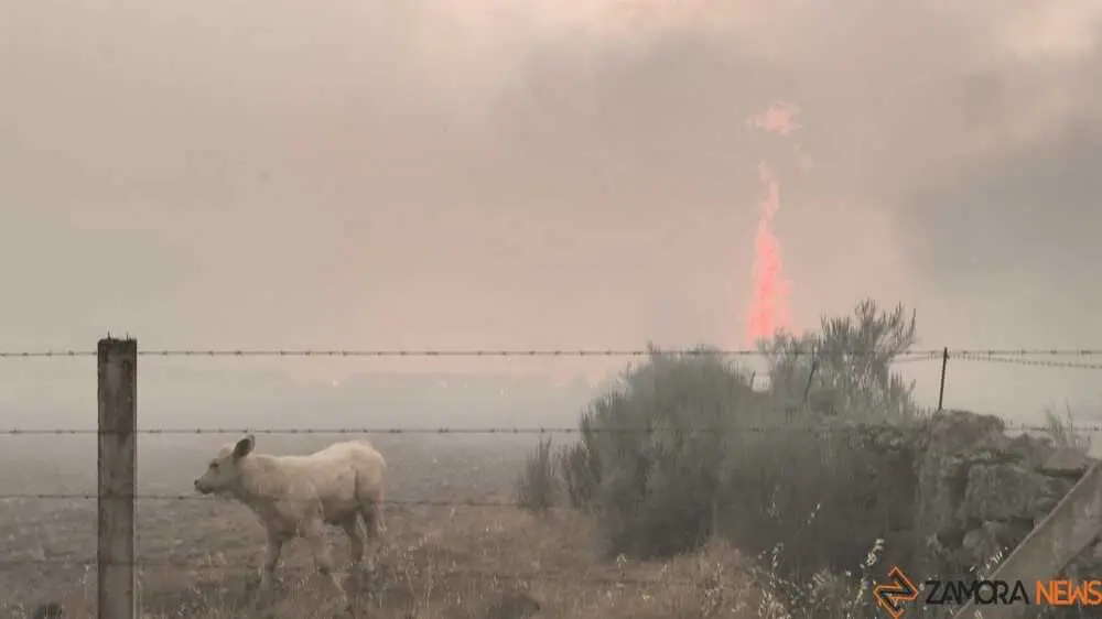 FERMOSELLE FUEGO SAYAGO _18