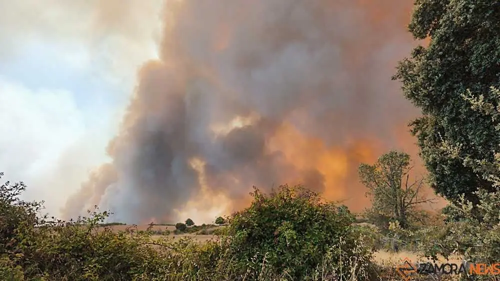 FERMOSELLE FUEGO SAYAGO _51