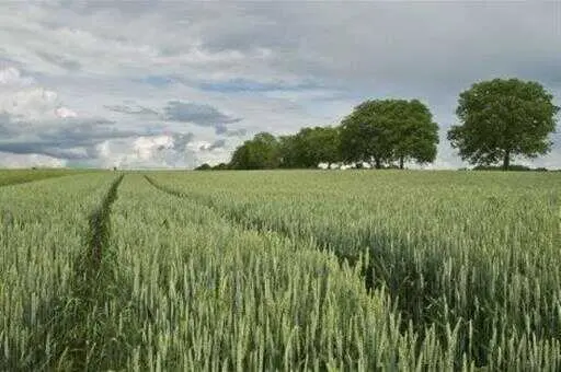Un campo de cultivo.