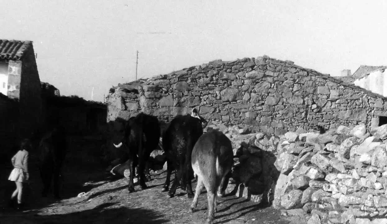 Vacas en Torregamones en una fotograf&iacute;a antigua