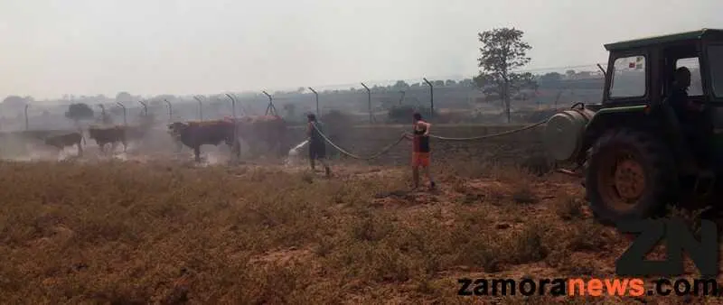 animales_bermillo
