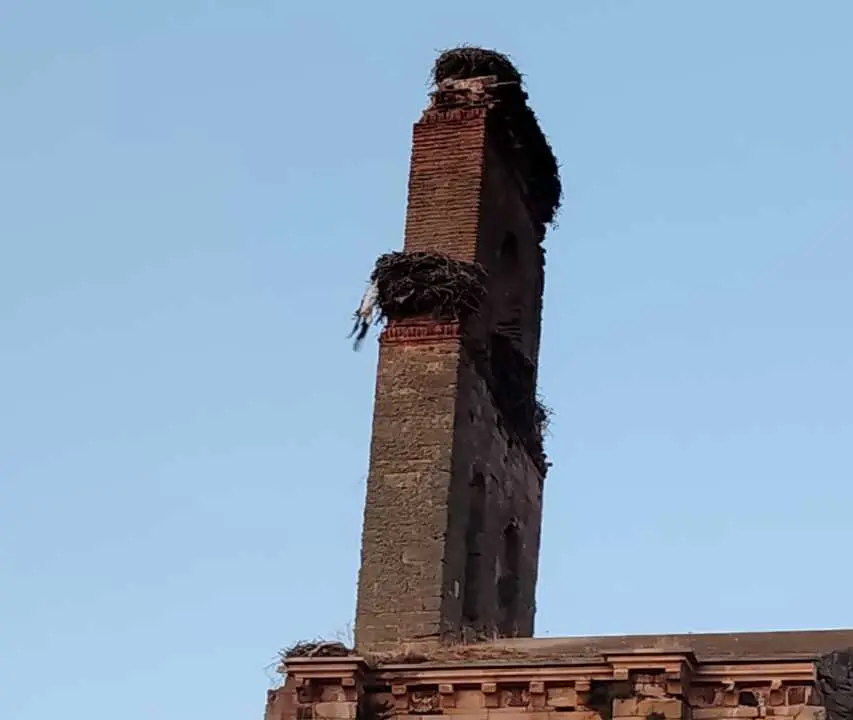 Imagen de la cig&uuml;e&ntilde;a suspendida y muerta en su propio nido