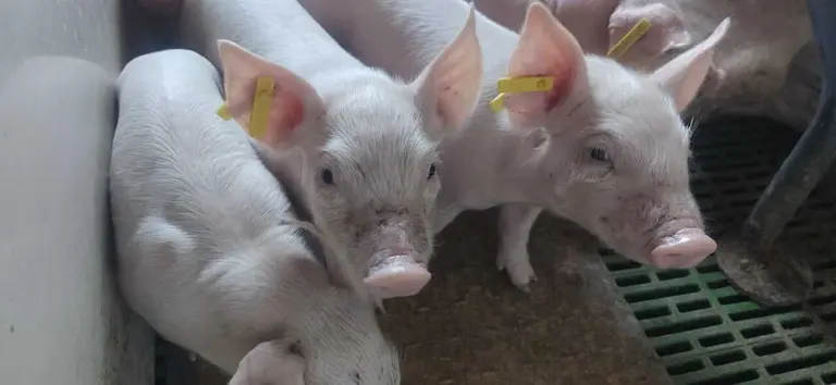 cochinillos salvaci&oacute;n  (15)