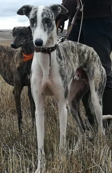 /images/galgos.jpg
