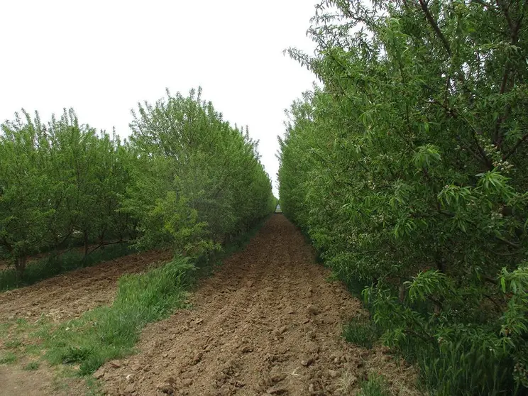 Cultivo de almendros