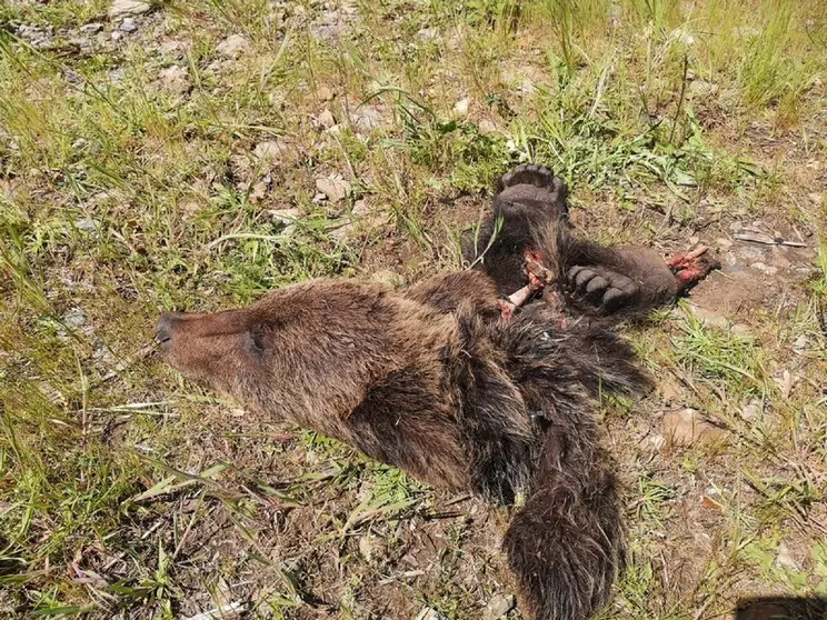Restos del oso pardo