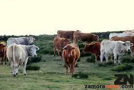 Una ganadería de vacas