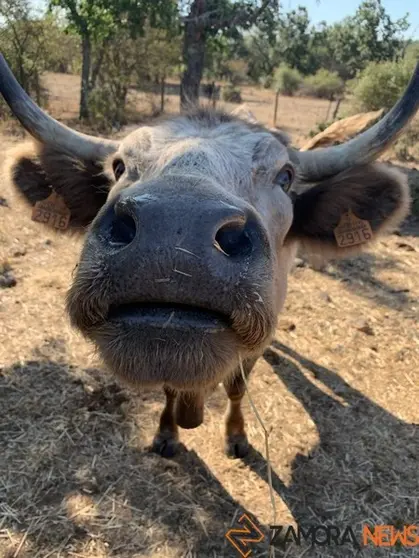 Vacas Explotación (6)
