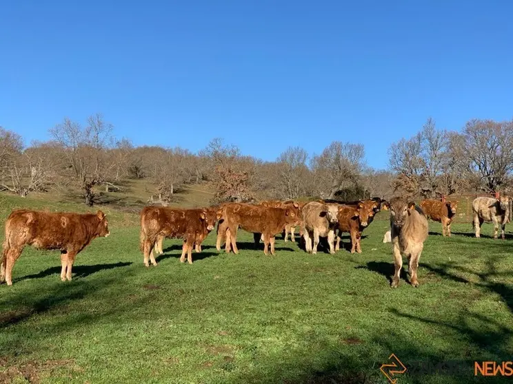 Vacas Explotación (12)
