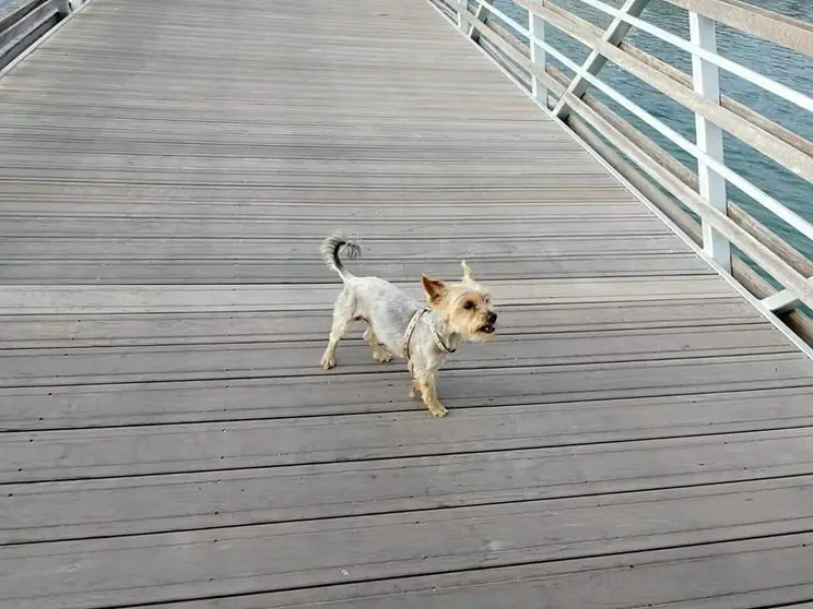Ayuda para buscar a Zoe por la barriada de Asturias