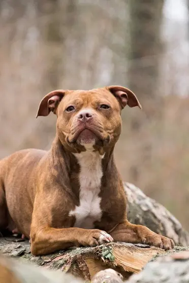 animal-nature-cute-dog