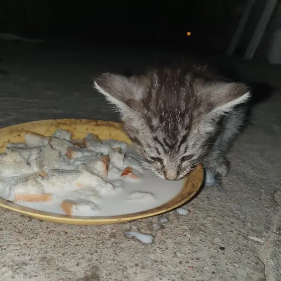 Gato perdido en La Hiniesta