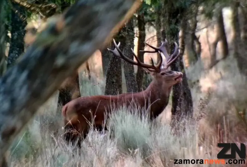 berrea zamoranews
