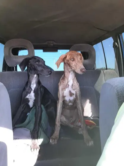 Una pareja de galgos