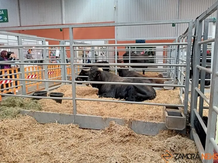 Ejemplar de raza sayaguesa en la feria de Zaragoza