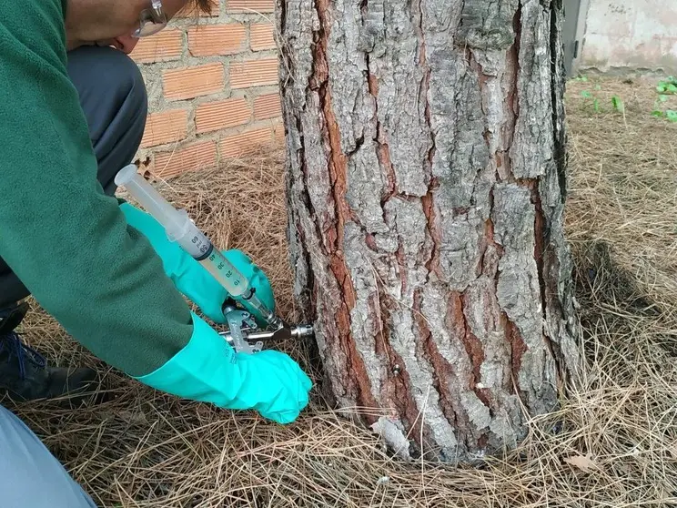Tratamiento contra la procesionaria