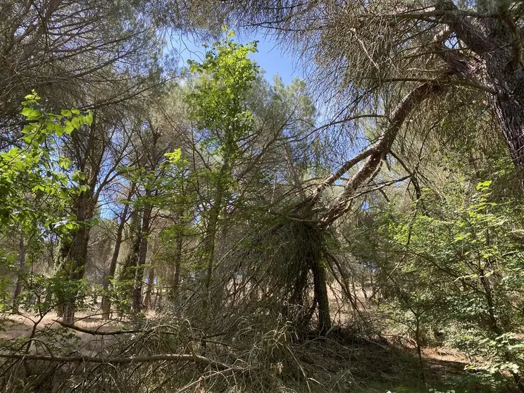 Bosque de Valorio
