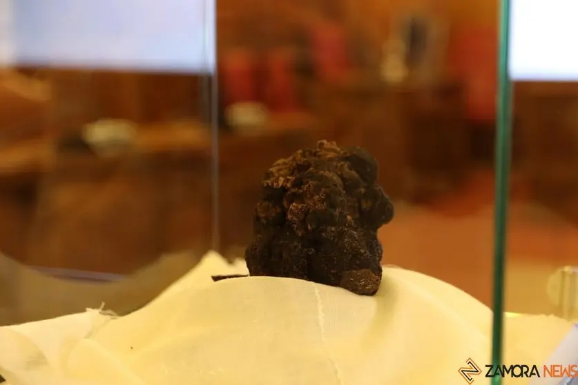 trufa negra