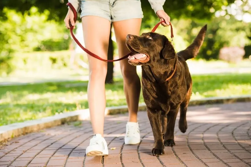 perro paseando imagen de archivo