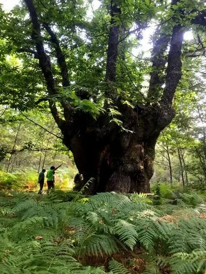 Actividad por el Día del Árbol organizada por CryoSanabria
